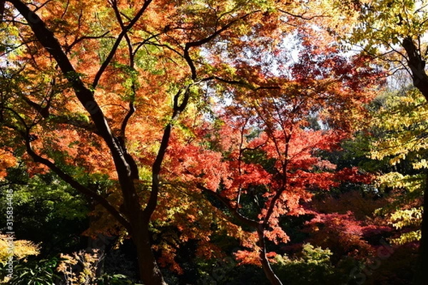 Obraz 紅葉