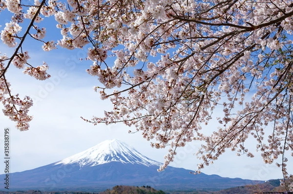 Obraz 満開の桜と富士山、山梨県富士河口湖町大石公園にて
