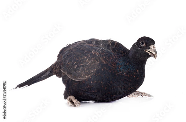 Fototapeta Tenebrosus pheasant in studio