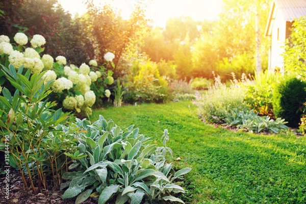 Fototapeta summer private garden with blooming Hydrangea Annabelle. Curvy lawn edge, beautiful pathway. Landscape design in English cottage style.