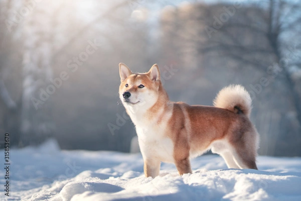 Obraz Shiba Inu dog in winter