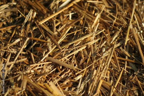 Obraz Straw