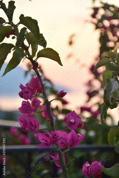 Fototapeta Pink flowers