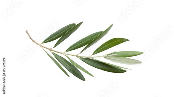 Obraz Fresh olive branch leaves isolated on white background