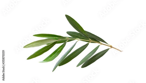 Fototapeta Fresh olive branch leaves isolated on white background