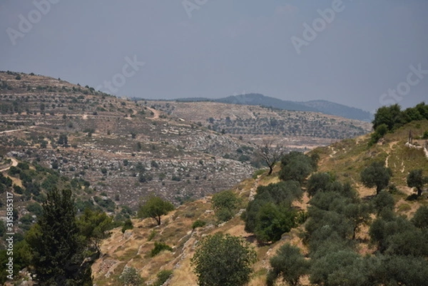 Fototapeta Landscape of hills of Bethlehem on a sunny day with Olive trees