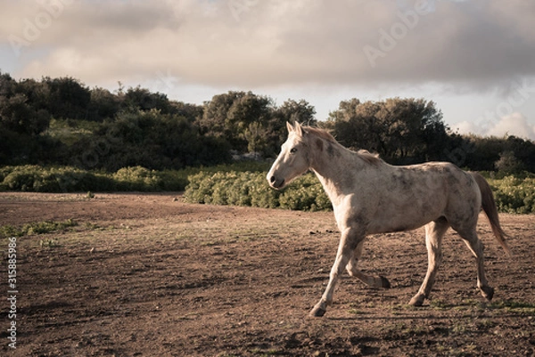 Fototapeta white wild horse running in the meadow