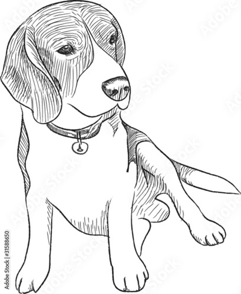 Obraz BEAGLE SKETCH VECTOR FILE