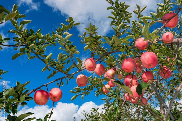 Fototapeta 【青森津軽のりんご園】津軽の真っ赤なりんごは日本一。有袋栽培最後の着色中。