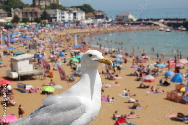 Fototapeta Seagull