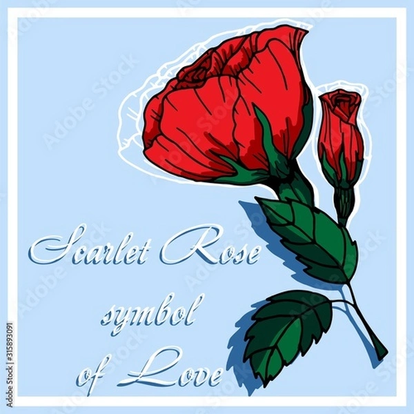 Fototapeta Vector illustration Flowers roses, red buds and green leaves. Set collection. Isolated on a white background. Ideal for paper and gift products.