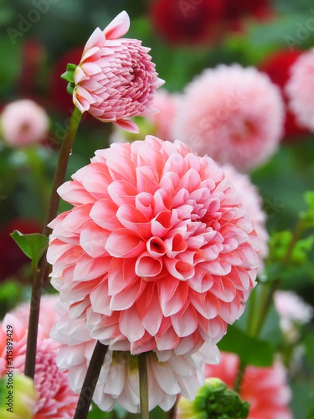 Fototapeta 星のダリア