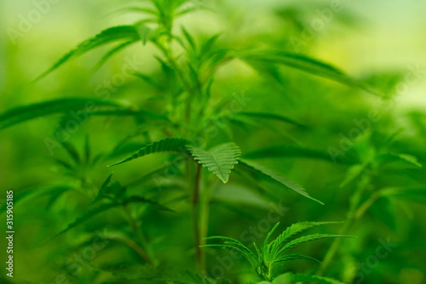 Fototapeta Marijuana cultivation Cannabis