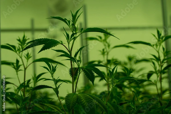 Fototapeta Marijuana cultivation Cannabis
