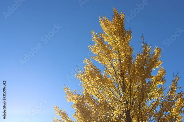 Fototapeta 愛知県　香嵐渓　イチョウ