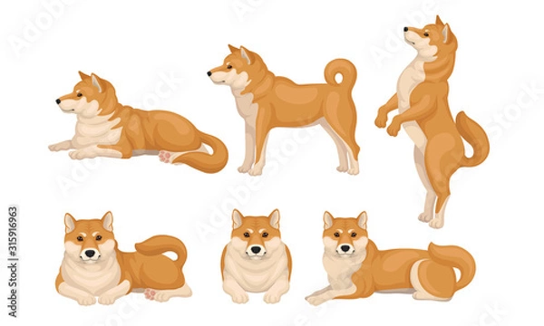 Fototapeta Akita Inu Dog Breed in Different Poses Vector Set