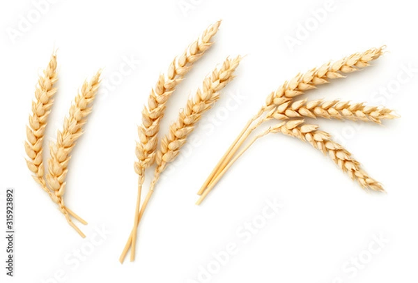 Obraz Uszy Pszenicy Na Białym Tle