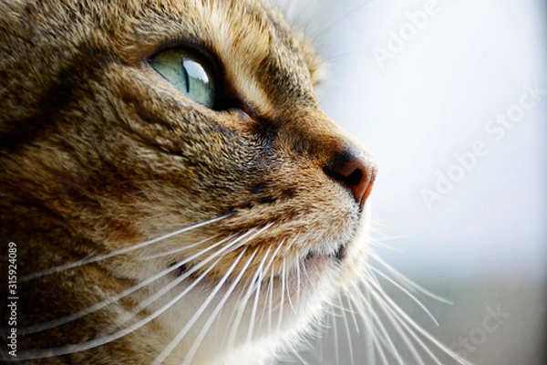 Fototapeta Handsome cat with beautiful green eyes. Profile, side view.