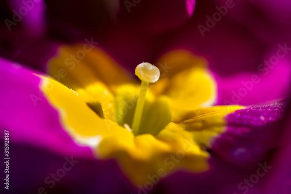 Obraz Droit comme un i...!