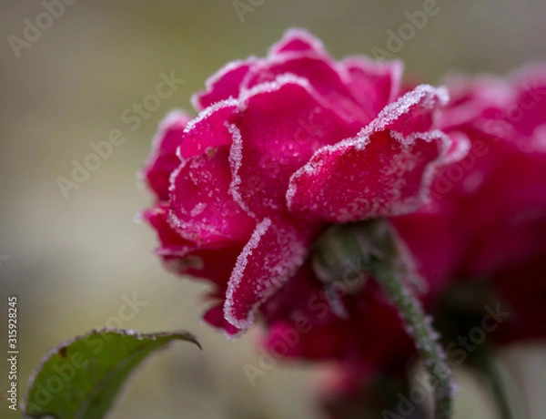 Obraz Enrobée de sucre...!