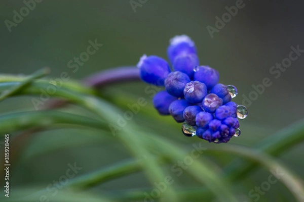 Obraz Le poid des larmes...!