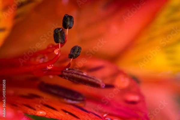 Obraz Le temps qui passe...!