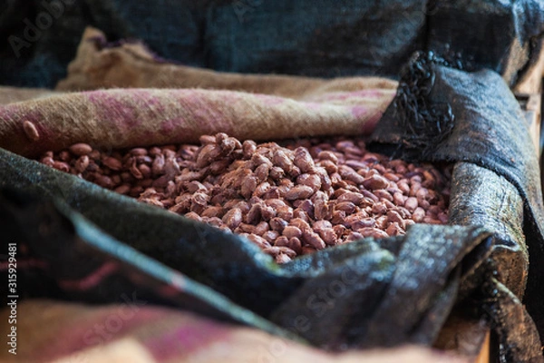 Fototapeta Ripe cocoa seeds, fermentation, processing, chocolate production. Selective focus