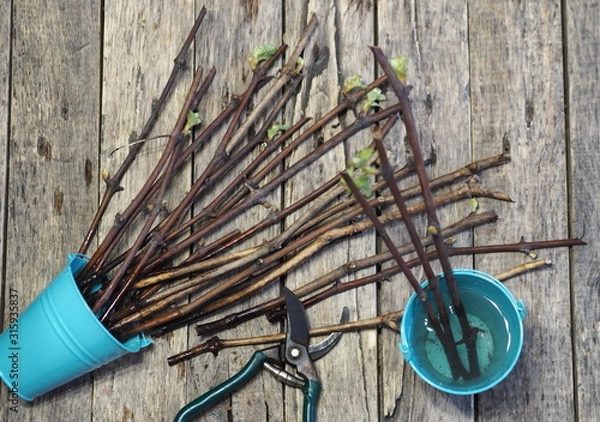 Fototapeta Propagation of grapes by cuttings. Cuttings. Green sprouted buds on cuttings on an ancient wooden natural background. Home gardening technique for new vines. Landed in the spring.