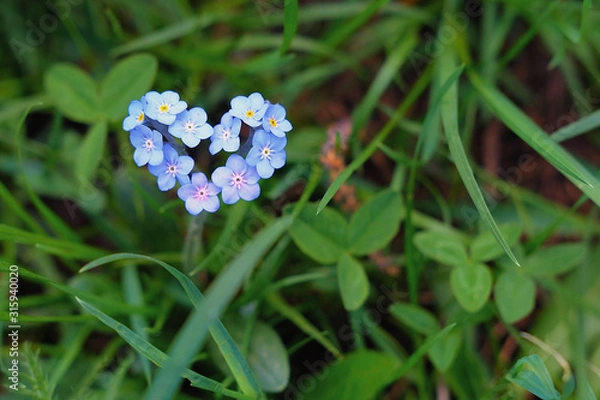 Obraz Blue little forget-me-nots in the shape of a heart on a background of green grass.