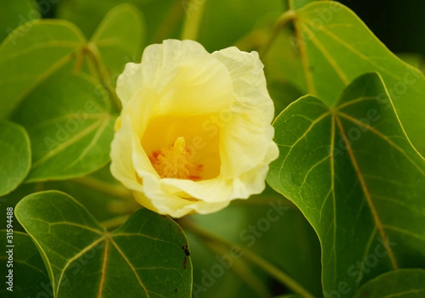 Obraz fleur des tropiques