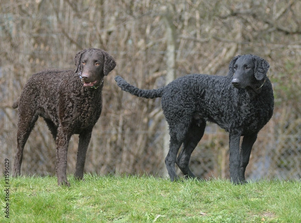 Obraz CURLY COATED RETRIEVER.