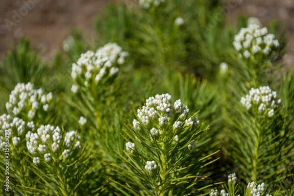 Fototapeta A close up of Anaphalis javanica or known as Java Edelweiss flower that only can live on high altitude mountain. Mount Argapura is an inactive volcano complex in East Java, Indonesia.