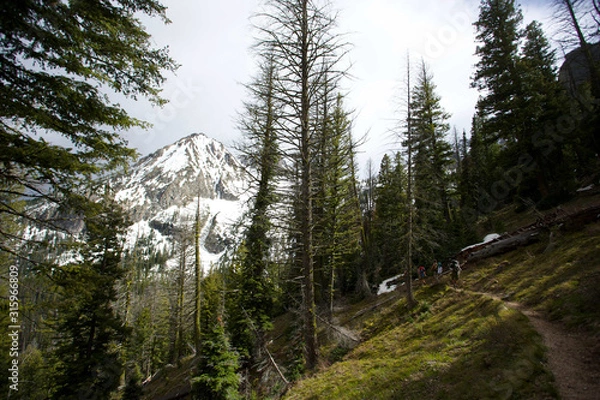 Obraz forest in the mountains