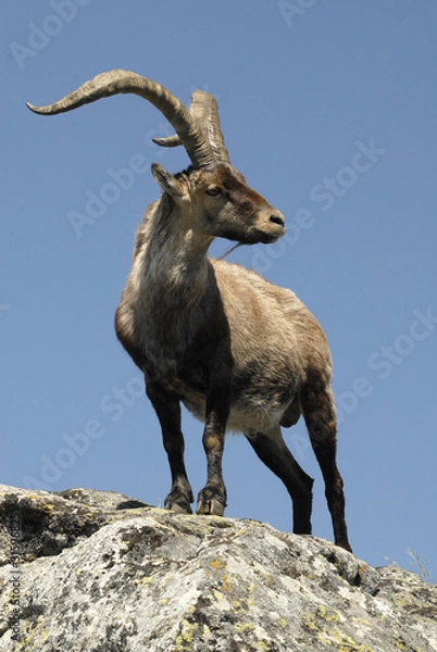 Fototapeta Pose de macho montés