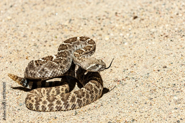 Obraz  Western Diamondback Rattlesnake