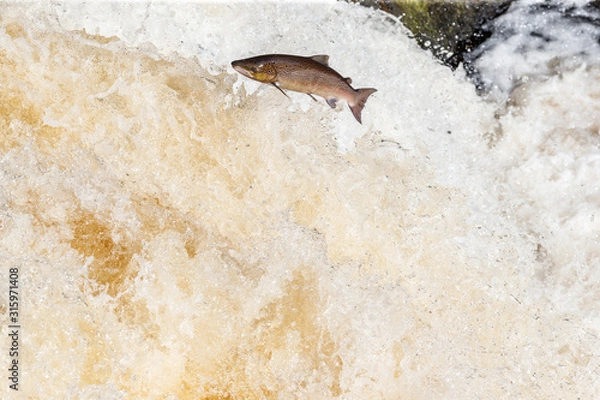 Fototapeta Leaping salmon