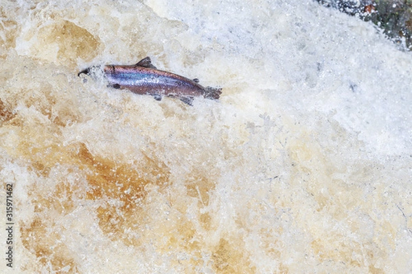Fototapeta Leaping salmon
