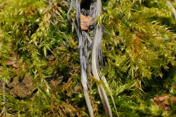 Fototapeta Moos mit Federn