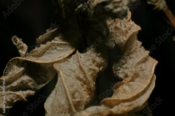 Obraz getrocknete Blätter
