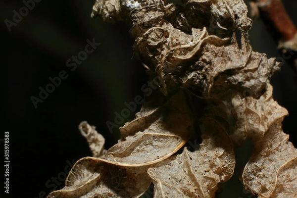 Obraz getrocknete Blätter