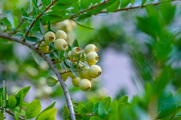 Fototapeta Myrtus communis or myrtle bushes with berries in Var, Provence.