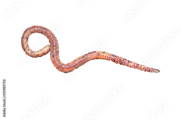 Obraz Earthworm dendrobena isolated on white background