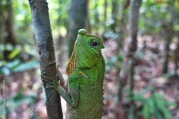 Fototapeta Small lizard sitting on a stick