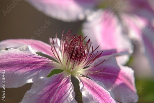 Fototapeta Fleur de clématite (6)