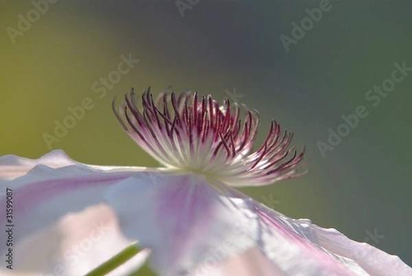 Fototapeta Fleur de clématite (7)
