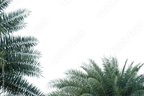 Obraz Tropical palm leaves on white isolated background for green foliage backdrop 