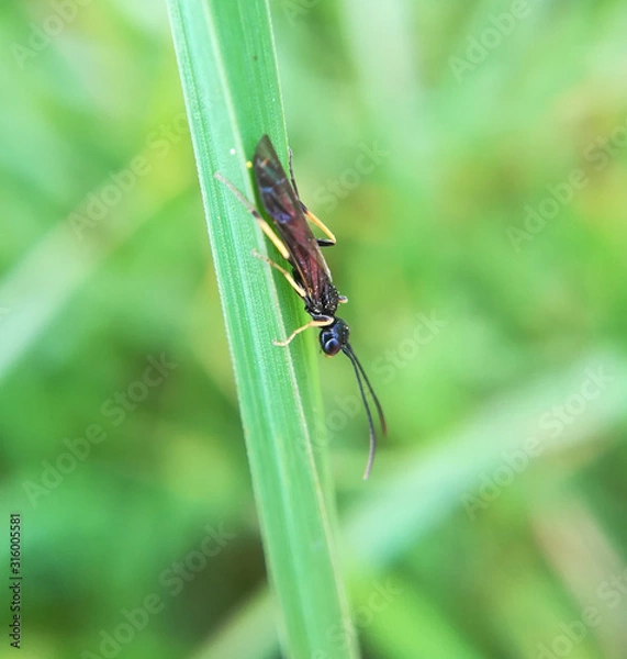 Obraz Timothy stem-borer sawfly, Cephus spinipes