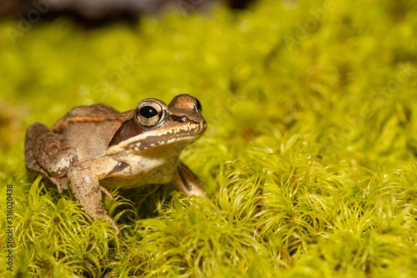 Fototapeta Wood frog on a bed of green moss - Rana sylvatica