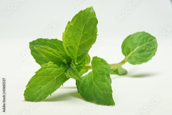 Fototapeta pfefferminze