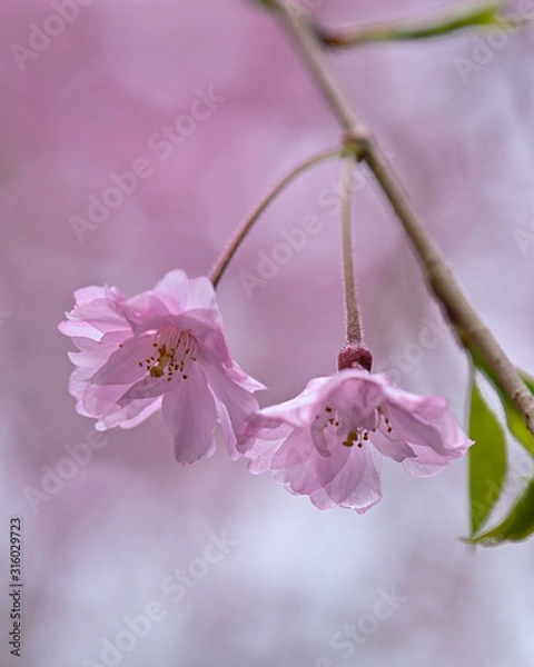 Obraz 雨の日にしっとりと咲く枝垂桜のアップ